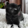 British Shorthair Black Female Kitten for Sale