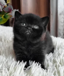 British Shorthair Black Female Kitten for Sale