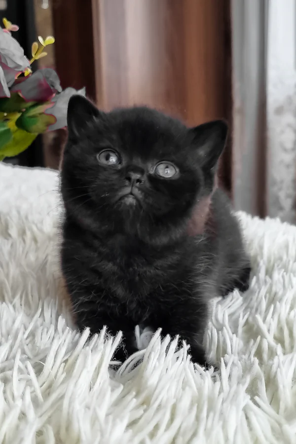British Shorthair Black Female Kitten for Sale British Shorthair Black Female Kitten for Sale