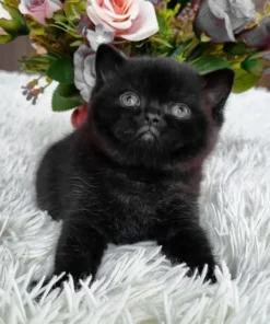 British Shorthair Black Female Kitten for Sale