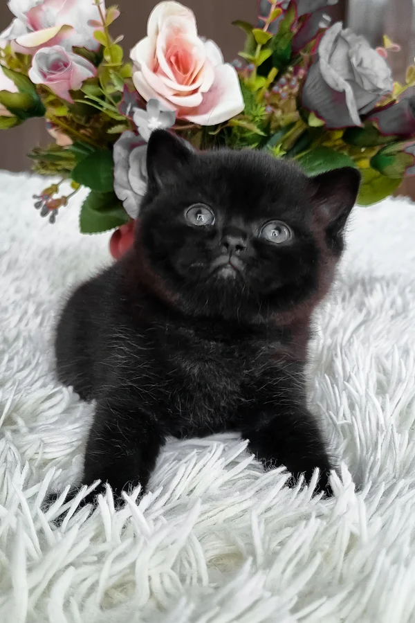 British Shorthair Black Female Kitten for Sale British Shorthair Black Female Kitten for Sale
