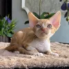 Devon Rex Red Marble Male Kitten for Sale