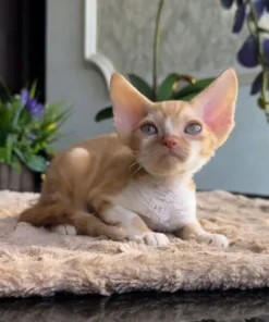 Devon Rex Red Marble Male Kitten for Sale