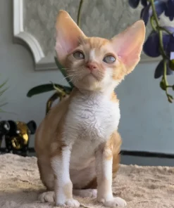 Devon Rex Red Marble Male Kitten for Sale