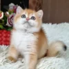British Shorthair Black Golden Shell Male Kitten for Sale