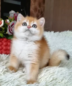 British Shorthair Black Golden Shell Male Kitten for Sale