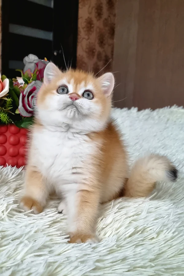 British Shorthair Black Golden Shell Male Kitten for Sale British Shorthair Black Golden Shell Male Kitten for Sale