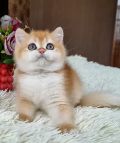 British Shorthair Black Golden Shell Male Kitten for Sale