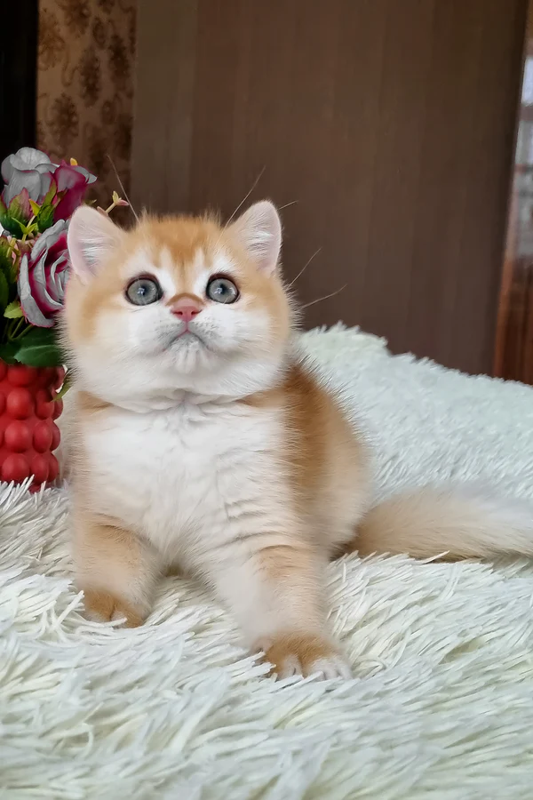 British Shorthair Black Golden Shell Male Kitten for Sale British Shorthair Black Golden Shell Male Kitten for Sale