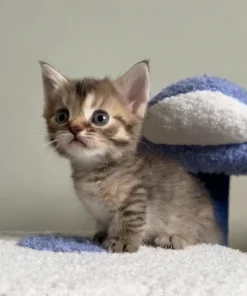 Munchkin Tortoise Tabby Female Kitten for Sale