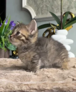 Munchkin Tortoise Tabby Female Kitten for Sale