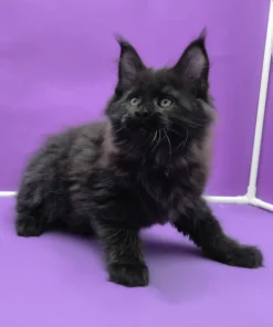Maine Coon Black Male Kitten Available