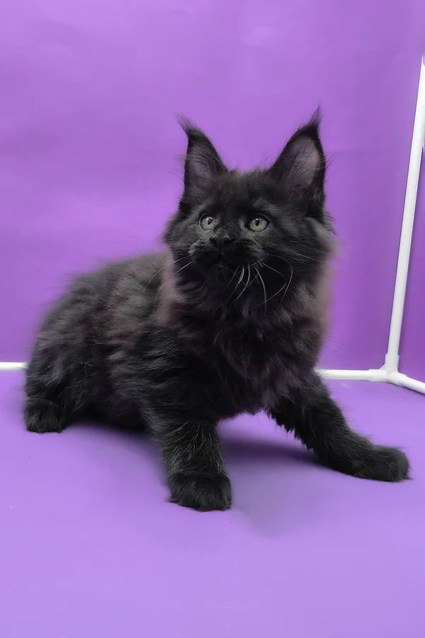 Maine Coon Black Male Kitten Available Maine Coon Black Male Kitten Available