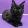Maine Coon Black Male Kitten Available
