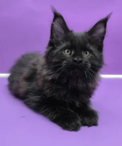 Maine Coon Black Male Kitten Available