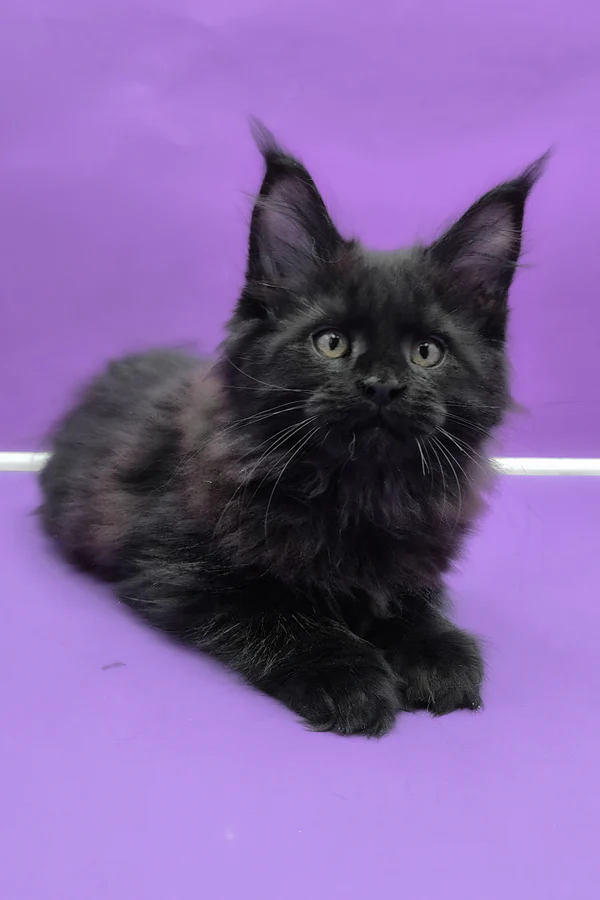 Maine Coon Black Male Kitten Available Maine Coon Black Male Kitten Available