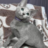 Russian Blue Male Kitten for Sale