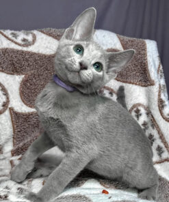Russian Blue Male Kitten for Sale