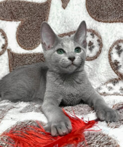 Russian Blue Male Kitten for Sale