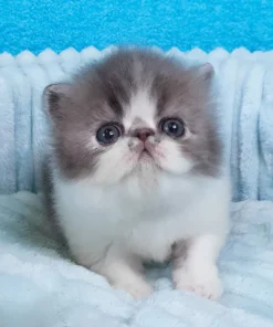 Persian Blue Spotted Tabby Male Kitten for Sale