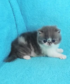 Persian Blue Spotted Tabby Male Kitten for Sale