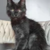 Maine Coon Blue Smoke Male Kitten for Sale