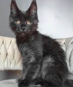 Maine Coon Blue Smoke Male Kitten for Sale