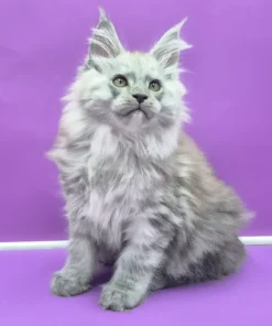 Maine Coon Blue Smoke Male Kitten for Sale