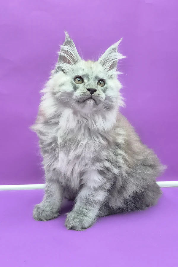 Maine Coon Blue Smoke Male Kitten for Sale Maine Coon Blue Smoke Male Kitten for Sale