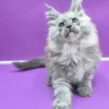Maine Coon Blue Smoke Male Kitten for Sale