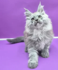 Maine Coon Blue Smoke Male Kitten for Sale