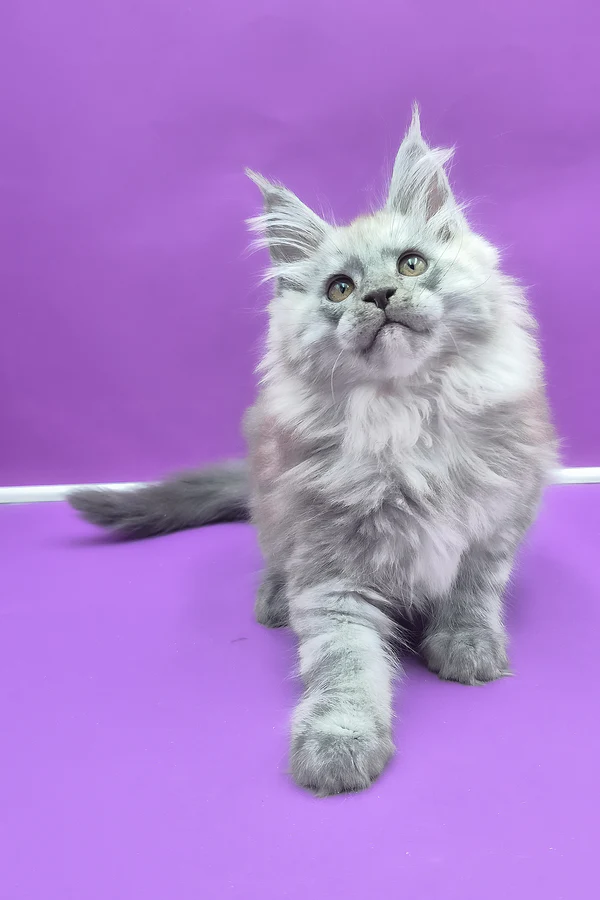 Maine Coon Blue Smoke Male Kitten for Sale Maine Coon Blue Smoke Male Kitten for Sale