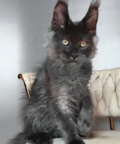 Maine Coon Blue Smoke Male Kitten for Sale
