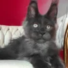 Maine Coon Blue Smoke Male Kitten for Sale