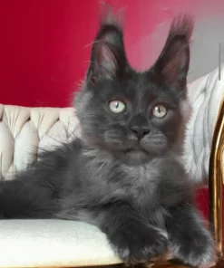 Maine Coon Blue Smoke Male Kitten for Sale