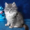 Siberian Blue Spotted Tabby Female Kitten for Sale
