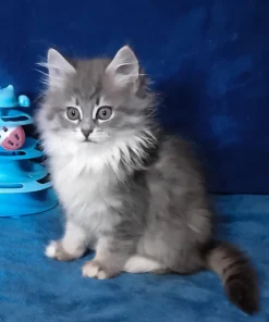 Siberian Blue Spotted Tabby Female Kitten for Sale