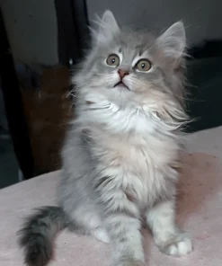 Siberian Blue Spotted Tabby Female Kitten for Sale