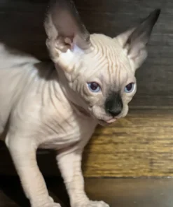 Seal Point Mink Sphynx Kitten – Playful Canadian Sphynx Boy