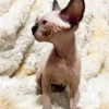 Seal Point Mink Sphynx Kitten – Playful Canadian Sphynx Boy