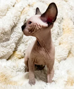 Seal Point Mink Sphynx Kitten – Playful Canadian Sphynx Boy