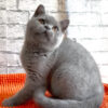 British Shorthair kitten for sale indoors