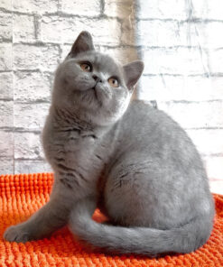 British Shorthair kitten for sale indoors