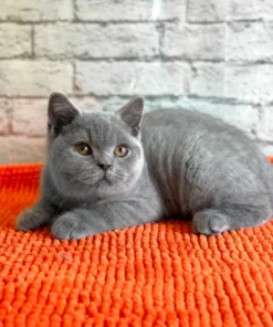 WCF registered British Shorthair kitten available