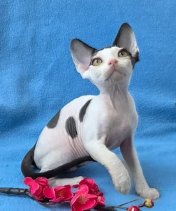 WCF registered Devon Rex kitten available