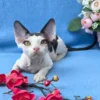 Devon Rex kitten for sale indoors