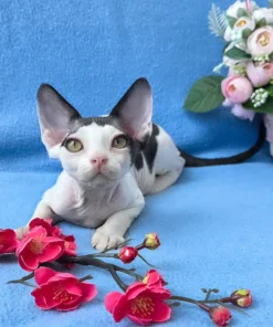 Devon Rex kitten for sale indoors