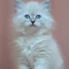 Siberian kitten for sale