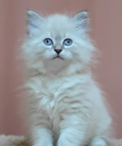 Siberian kitten for sale