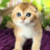 Scottish Fold Golden Shaded Male Kitten for Sale